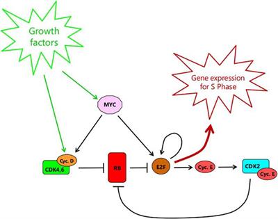 Cell Cycle Commitment and the Origins of Cell Cycle Variability